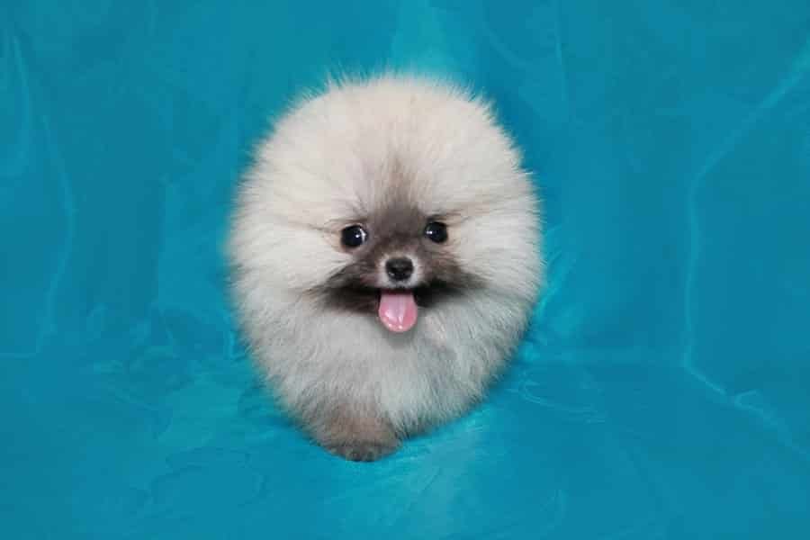 Sable-colored Pomeranian Spitz puppy