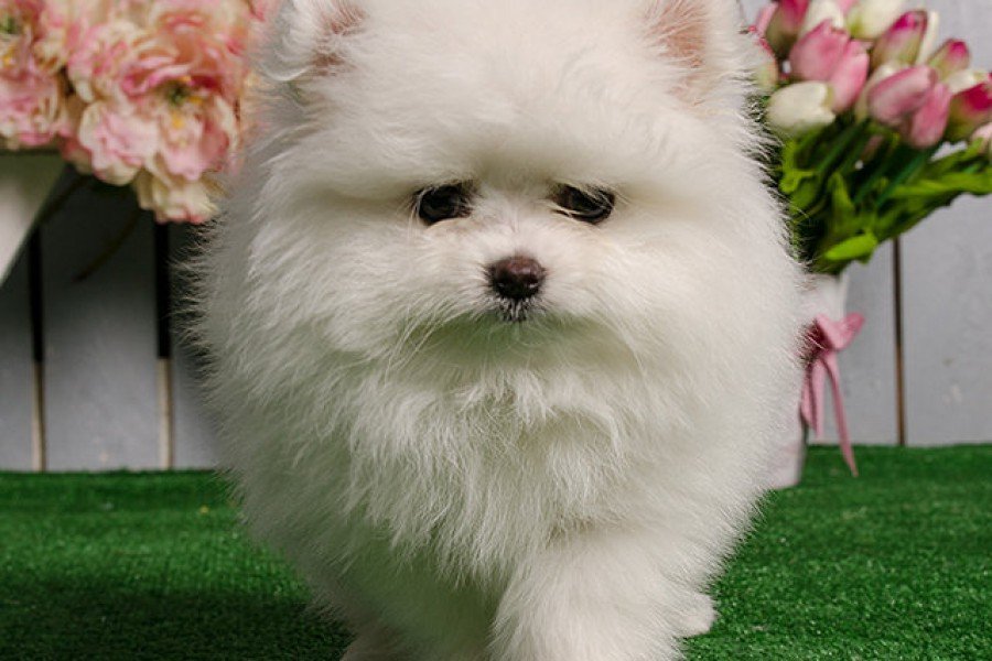 White Pomeranian puppy