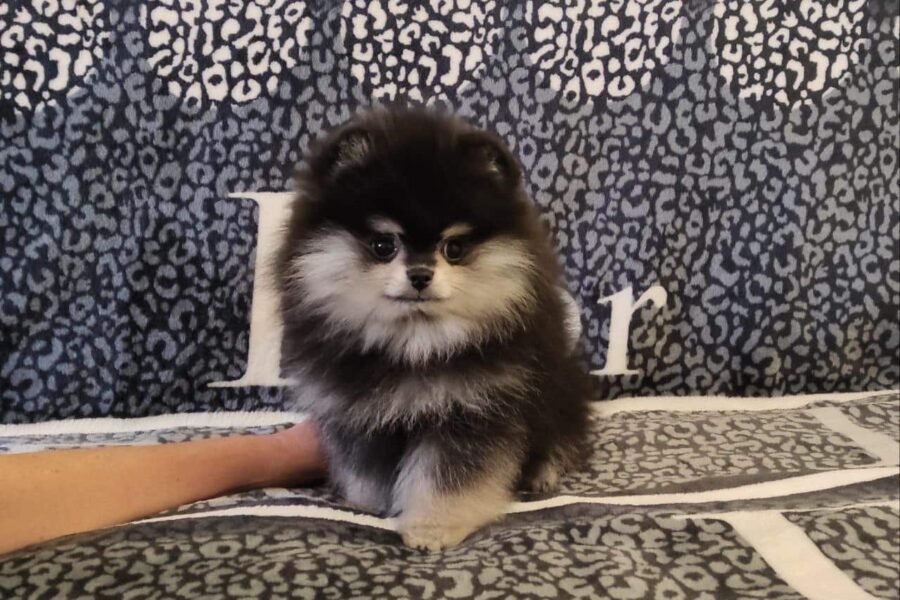 Чорний тан хлопчик