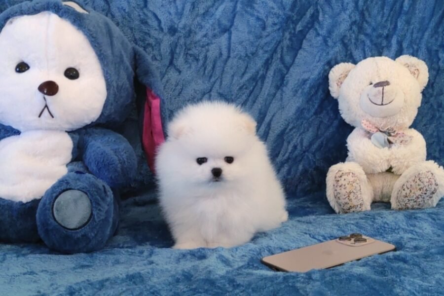 White Pomeranian Spitz
